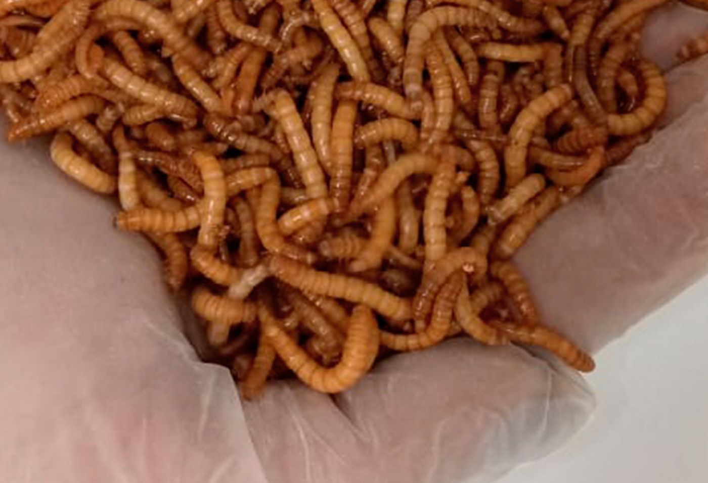 Ферма насекомых Золотой Кот